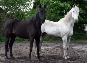 Hammurabi Zeus horses_black_white